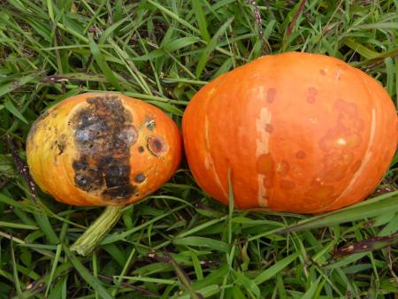 Anthracnose on kabocha squash. Photo: K. Campbell-Nelson