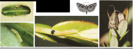 *Clockwise from left: Damage from tiny larva acting as a leafminer, tiny larva, small larva, and the adult moth.*