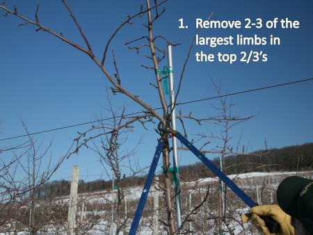 slide1pruning