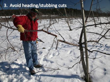 slide3pruning