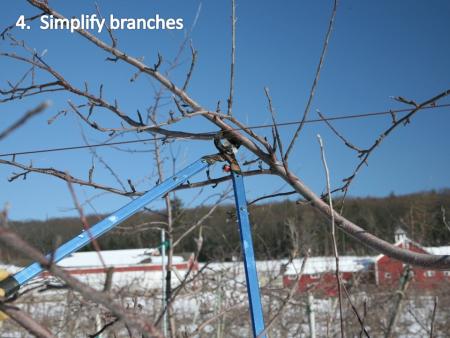 slide4pruning