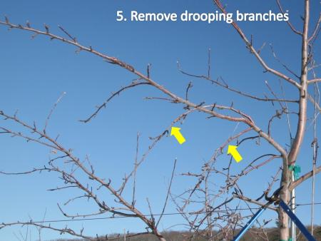 slide5pruning