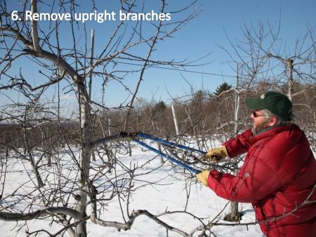 slide6pruning