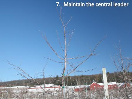 slide7pruning