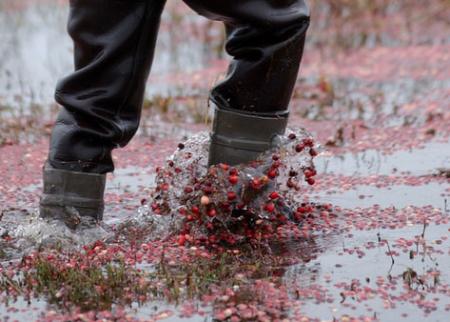 Cranberries in bog-Cape Cod Cranberry Growers Association photograph