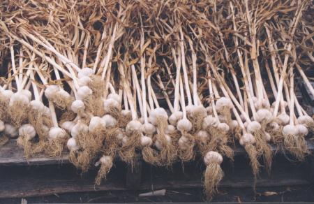 Pile of untopped garlic curing