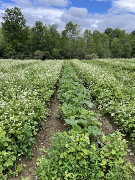 Rows of squash and buckwheat with trees in the background. 