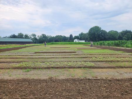 A field with blocks of different cover crops and 2 people hoeing in the distance.