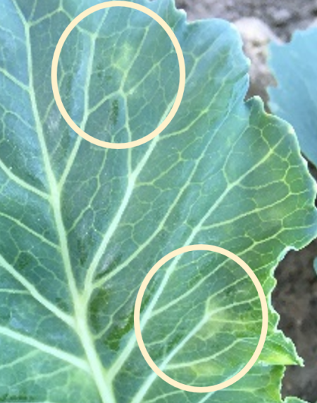 A cabbage leaf with 2 spots of lighter green.