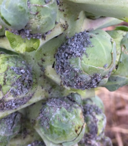 Brussels sprouts stalk covered in small, dusty insects.