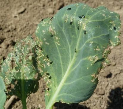 Many small black beetles on a brassica leaf.