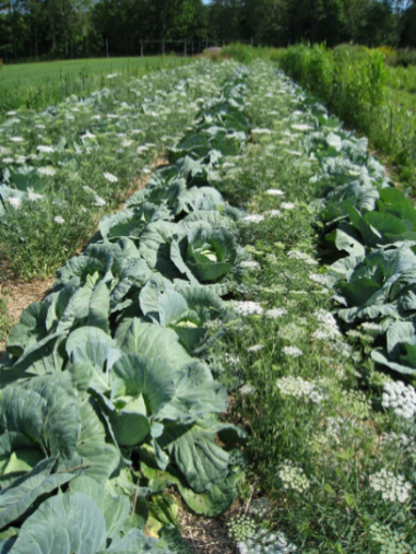 2 rows of cabbage plants, with white umbel flowers between the rows.