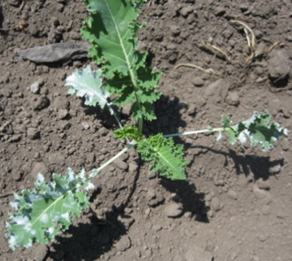 A photo of a young kale plant with white kaolin clay residue on the lower leaves.