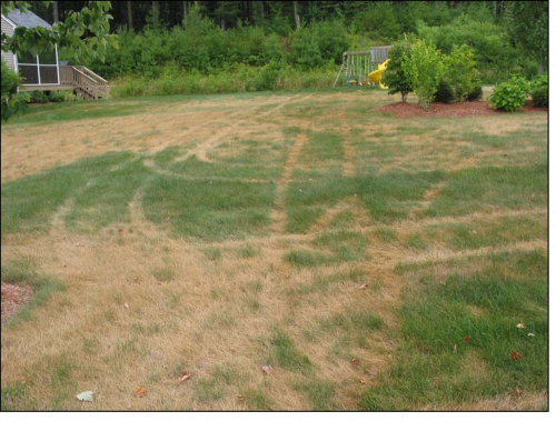 Limit foot and vehicle traffic on drought-stressed and dormant turf to avoid the potential for injury. The damage to this heat and drought stressed turf is from a child’s toy, not an automobile. 