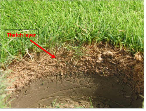 Thatch accumulates faster under growing conditions that inhibit rapid decomposition of turfgrass stem tissue. 