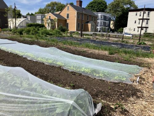 A picture of several beds, some covered with insect netting. 