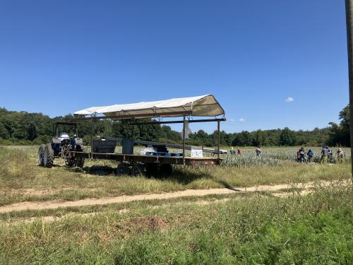 A field of leeks with a harvest tractor pulling a shaded trailer.