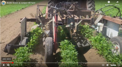 A tractor-mounted implement with spinning pieces of plastic driving through a potato field.