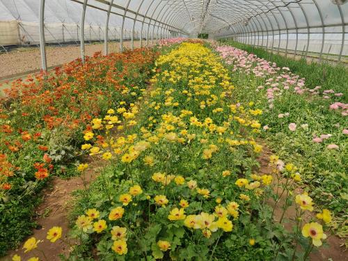 A greenhouse full of orange, yellow, and pink ranunculus flowers.