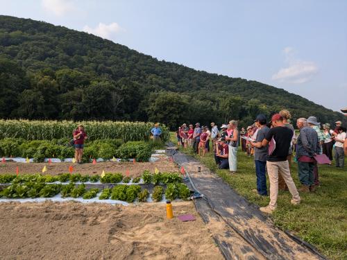 Sue standing in a field between rows of lettuce, basil, and corn in front of a crowd of attendees at the UMass research farm. 