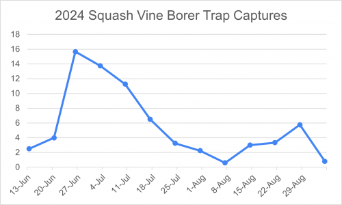 A graph showing 2024 squash vine borer trap captures.