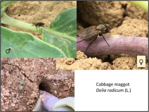 Two pictures of flies on brassica stems, and a small elongate egg in the soil next to a brassica stem.