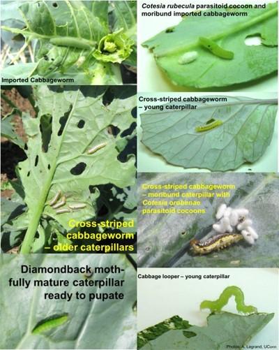 Several photos of green caterpillars on brassica leaves.