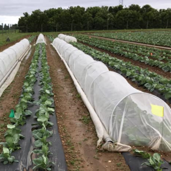 A picture of a field of brassica plants, with some covered by thin netting.