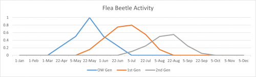 flea beetle activity