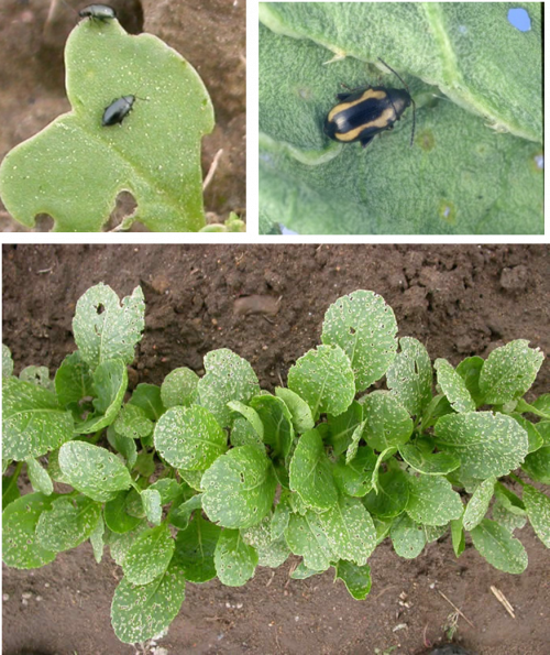 Pictures of small black beetles on brassica leaves, and small pinholes in brassica leaves.