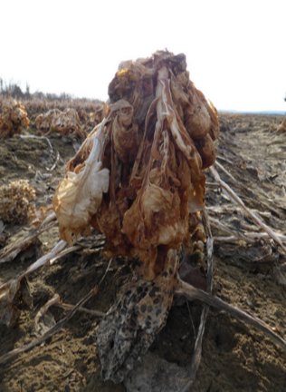 A brown, dead stalk of Brussels sprouts standing in a field