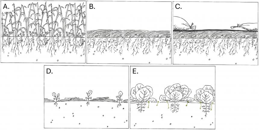 Illustration of tarping when used as a tool to terminate cover crops.