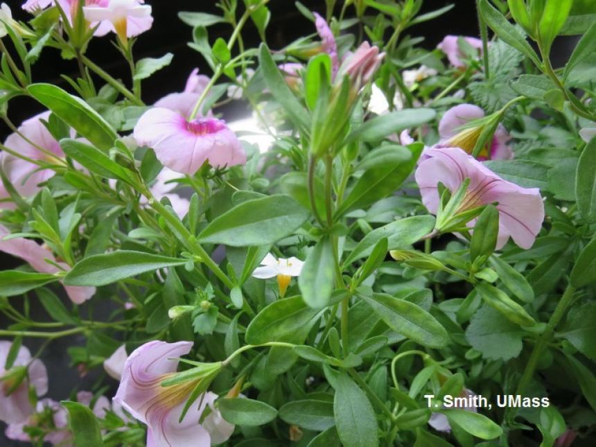 Tobacco mosaic virus (TMV) on Calibrachoa