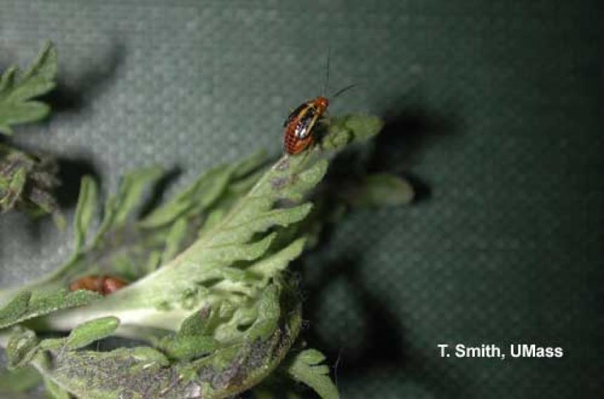 Four lined plant bug nymph