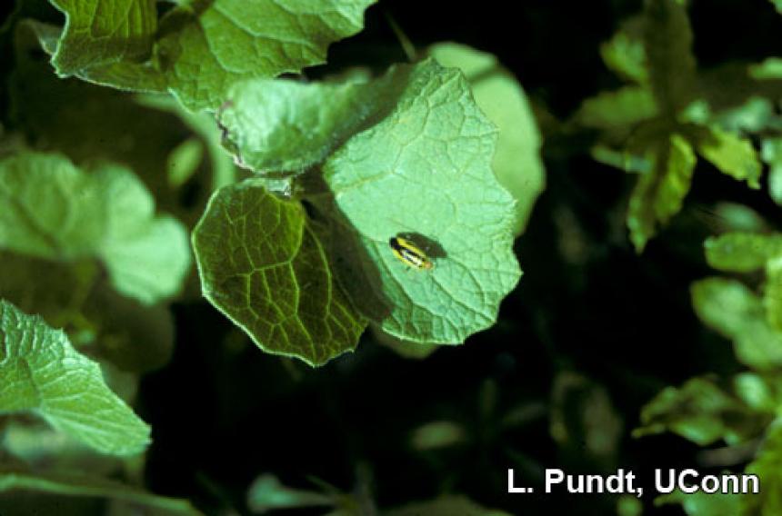 Four-lined plant bug adult