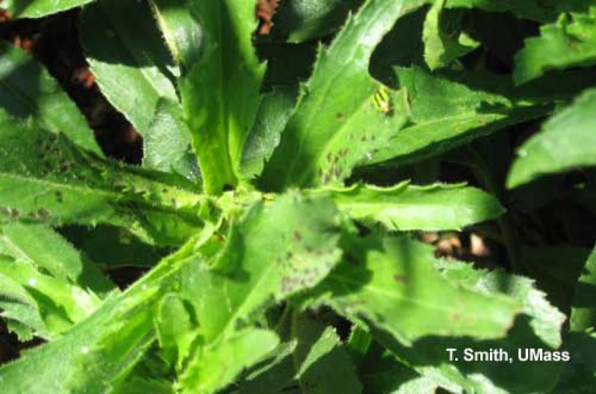 Four lined plant bug and injury on Shasta daisy