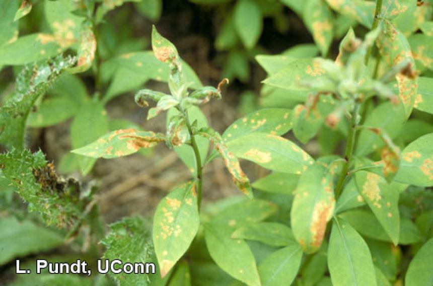 Four-lined plant bug injury