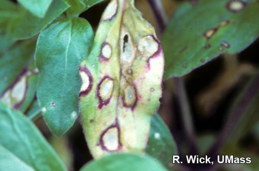 Alternaria gomphrenae on Gomphrena