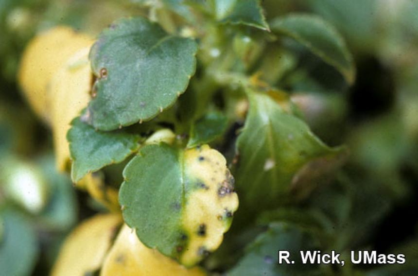 Alternaria on Impatiens