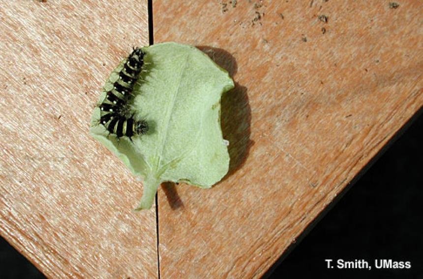 American painted lady butterfly larva on licorice plant (Helichrysum)