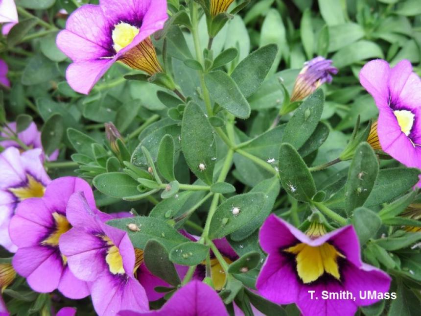 Potato aphids, aphid skins and parasitized aphids on calibrachoa