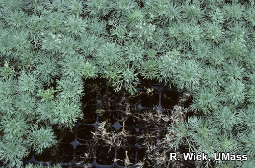 Rhizoctonia web blight on artemisia