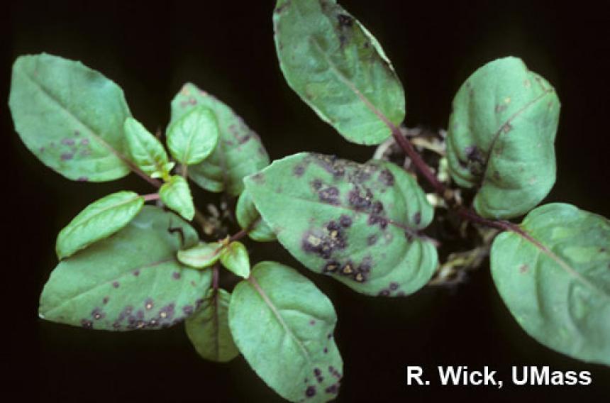 Bacterial leaf spot on Fuchsia