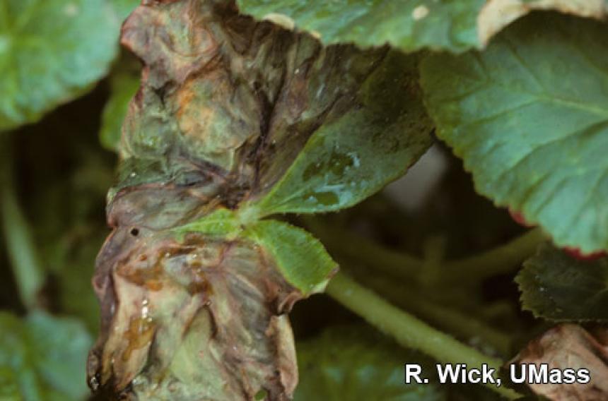 Foliar nematode injury on Begonia (Aphelenchoides species)