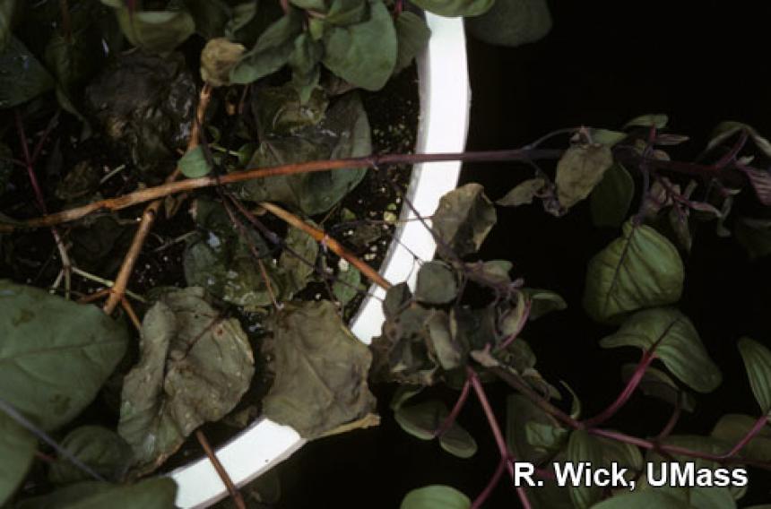 Stem canker on Fuchsia caused by Botrytis cinera