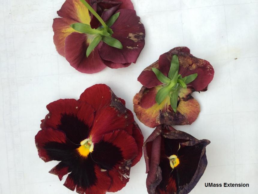 Botrytis on pansy blossoms