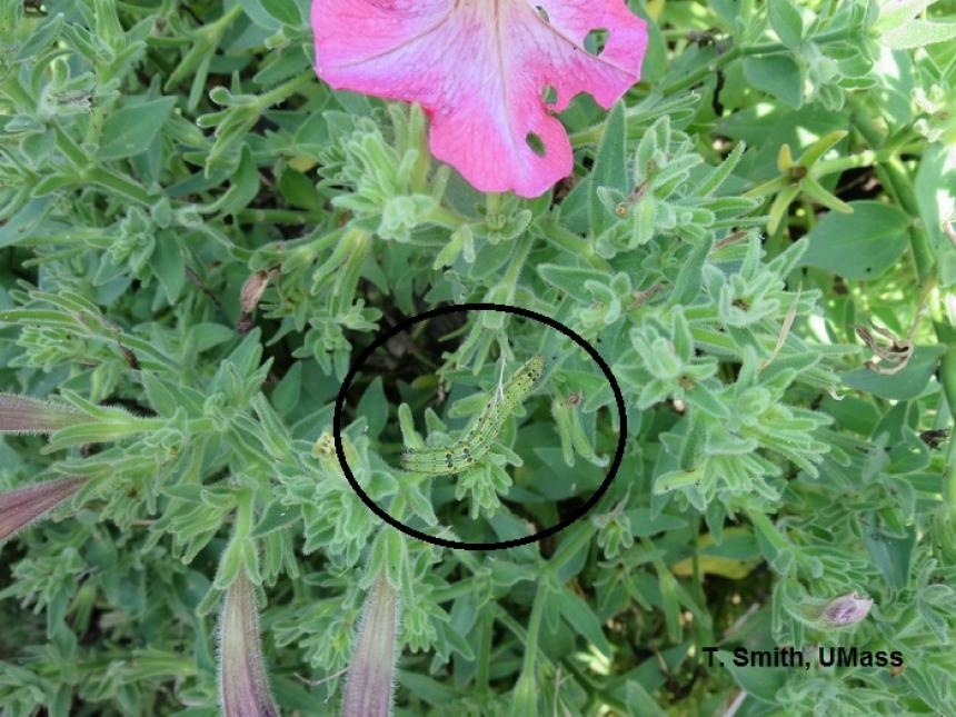 Budworm on petunia