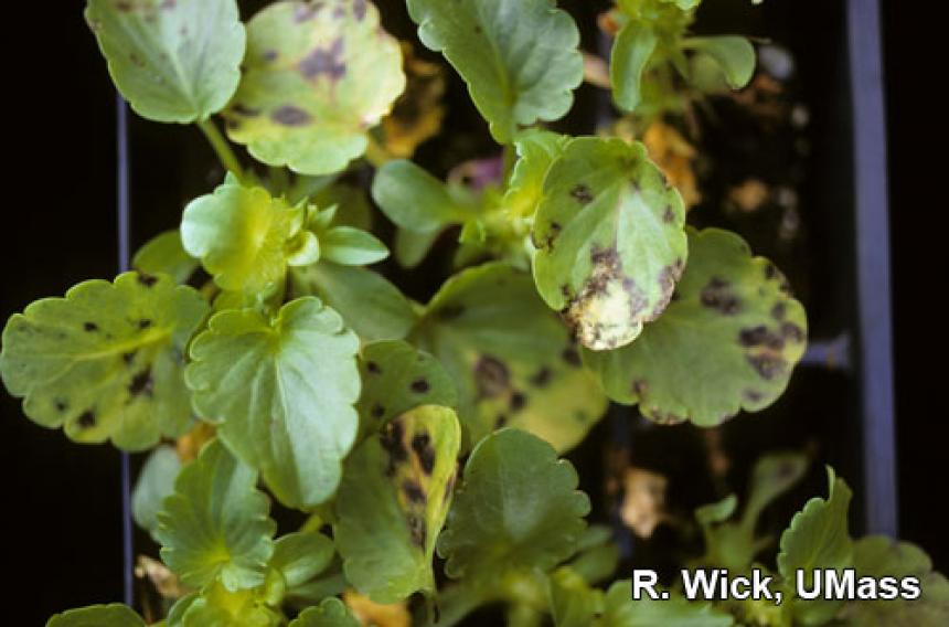 Pansy - Cercospora Leaf Spot