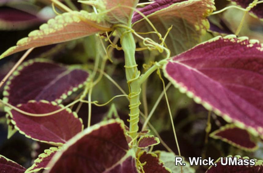 Coleus - Dodder