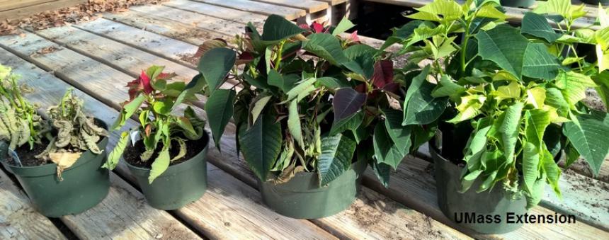 Poinsettias with Fusarium wilt and fungus gnats